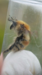 Bombus humilis