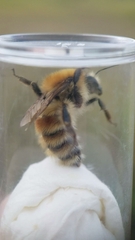 Bombus humilis