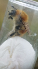 Bombus humilis