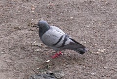 Columba livia domestica