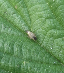 Plagiognathus arbustorum