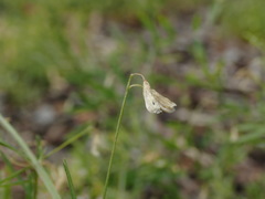 Vicia tetrasperma