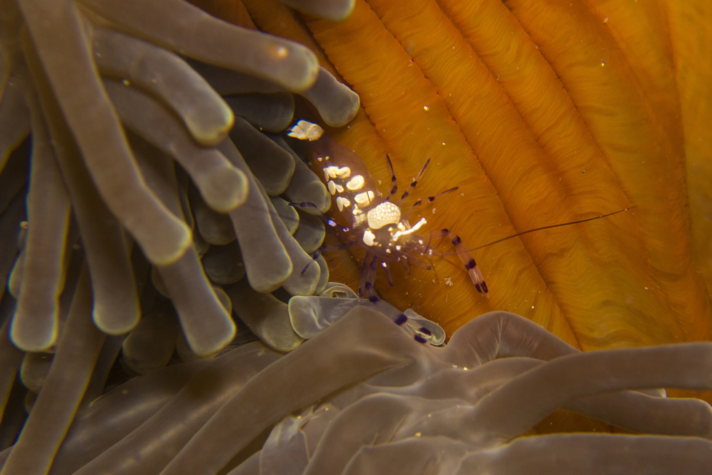 Peacock-tail Anemone Shrimp