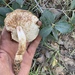 Tricholoma luteopallidum - Photo (c) Jonathan Frank, some rights reserved (CC BY-NC-ND), uploaded by Jonathan Frank