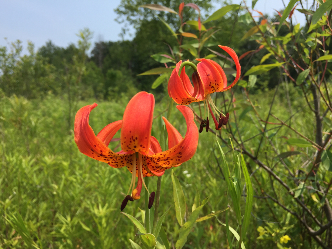 Lilium michiganense