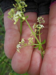Galium asprellum