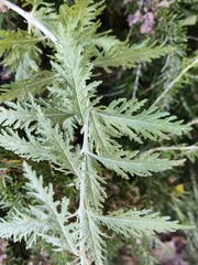 Salvia yangii