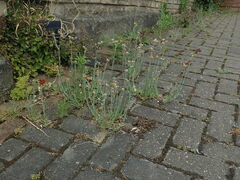 Helichrysum luteoalbum
