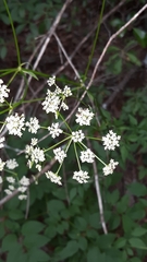 Ligusticum canadense