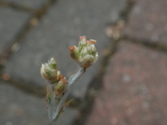 Helichrysum luteoalbum