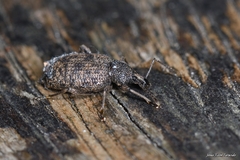 Entiminae