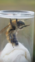 Bombus humilis