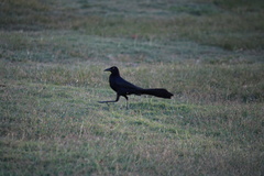 Quiscalus mexicanus
