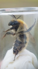 Bombus humilis