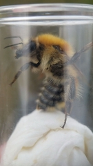 Bombus humilis