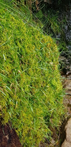 Image of Sphagnum inundatum by (c) Helen Waterman, some rights reserved (CC BY)