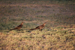 Quiscalus mexicanus