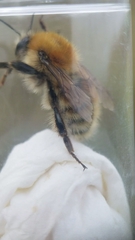 Bombus humilis
