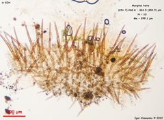 Scutellinia minor