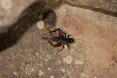 Gryllus saxatilis