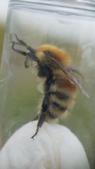 Bombus humilis
