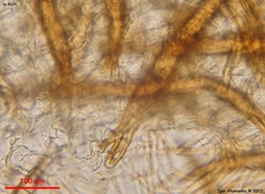 Scutellinia minor