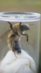 Bombus humilis