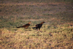 Quiscalus mexicanus