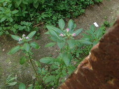 Impatiens glandulifera