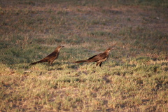 Quiscalus mexicanus