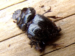 Uroxys coarctatus