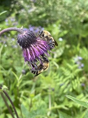Cirsium schantarense