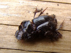 Uroxys coarctatus