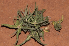 Asclepias macrosperma