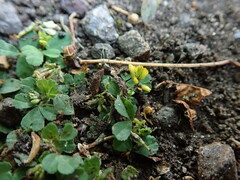 Trifolium micranthum