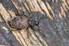 Entiminae