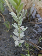 Lysimachia maritima