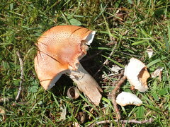 Amanita rubescens