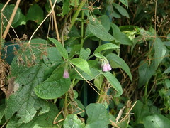 Symphytum × uplandicum