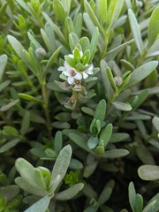 Lysimachia maritima