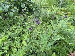 Cirsium schantarense