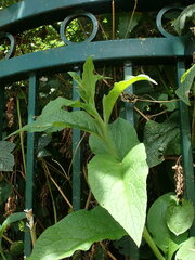 Symphytum × uplandicum