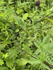 Cirsium schantarense