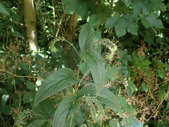 Symphytum × uplandicum