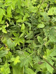 Cirsium schantarense