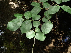 Ulmus
