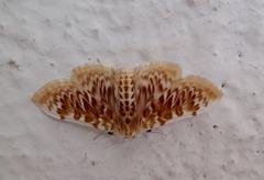 Polygrammodes sanguinalis