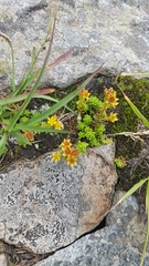 Sedum alpestre