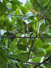 Myiagra vanikorensis