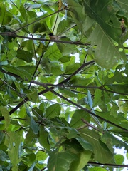 Myiagra vanikorensis